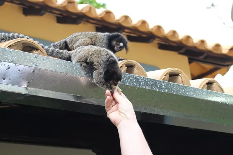 Renilda alimentando saguis