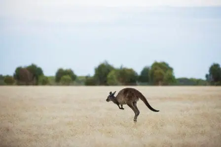 Kangoroo