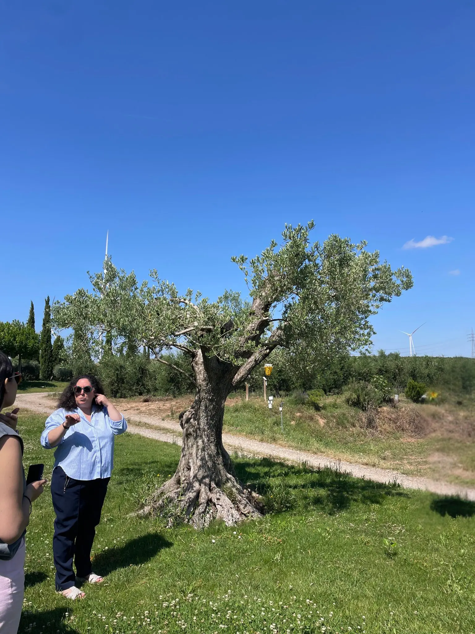 Visita guiada aos olivares experimentais da Artajo Arquivo pessoal Crédito: Waleska S / Divulgação