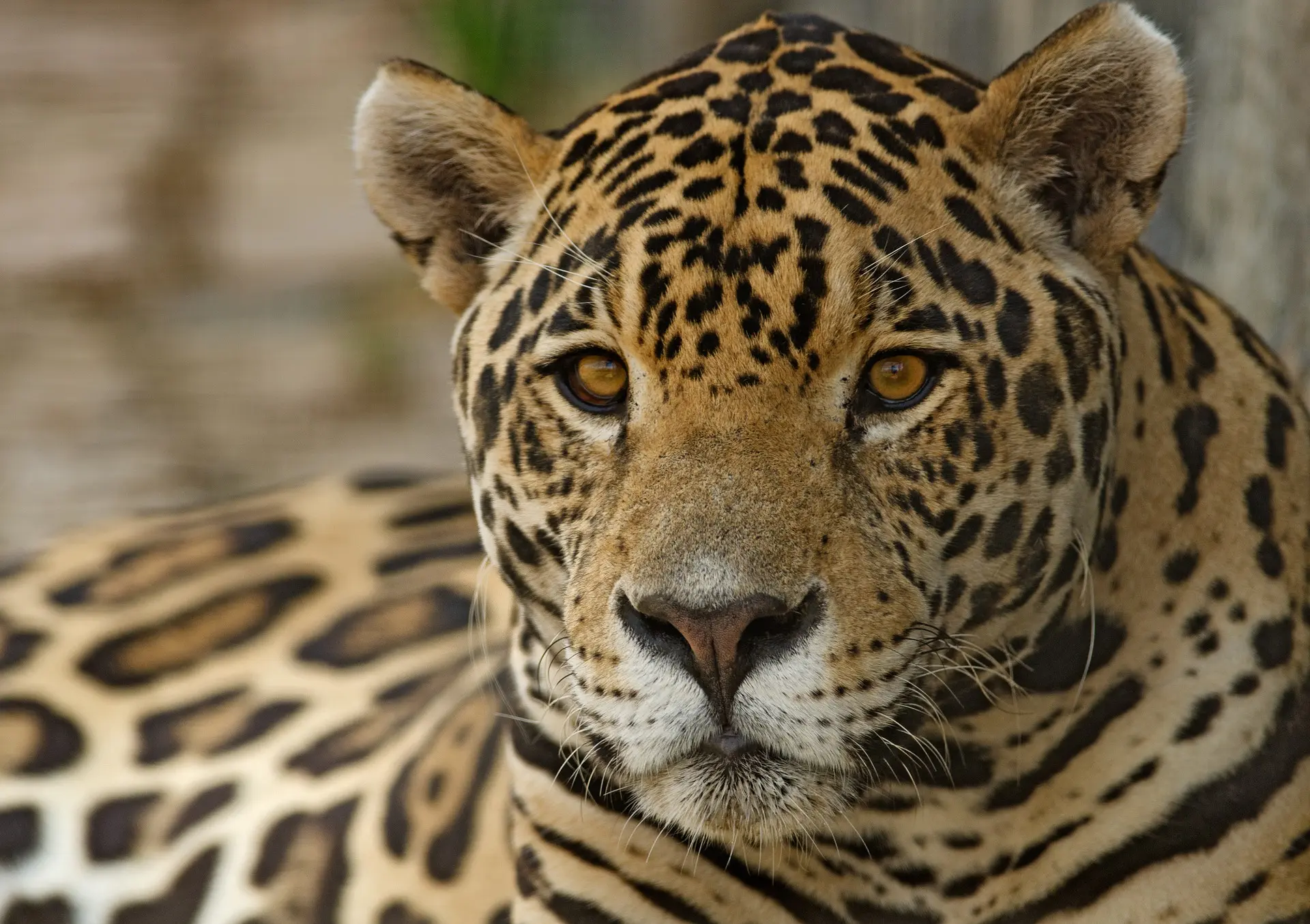Onças-pintadas ganham reforço com inauguração de centro de pesquisa no Pantanal - Foto: Pixabay 