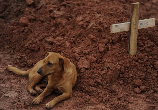 Fidelidade: cachorro Leão 'guarda' o túmulo de sua dona, Cristina Maria Cesário Santana, morta nas chuvas do Rio de Janeiro