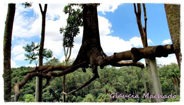 Inhotim_Glaucia_Machado_1_01_15
