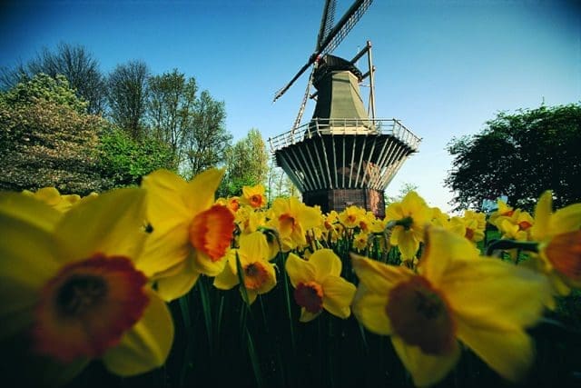 Tulipa_Holanda_02_15