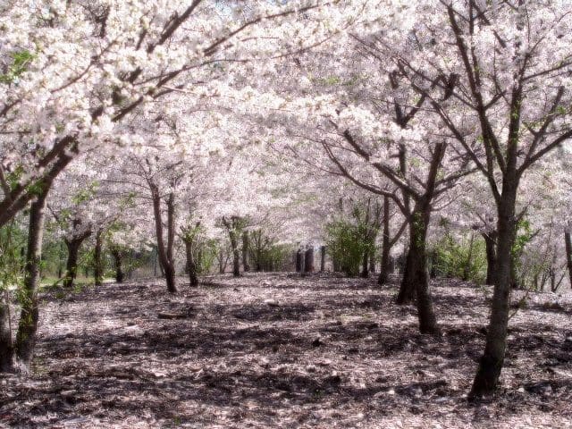 Cerejeiras_Japão_03_15