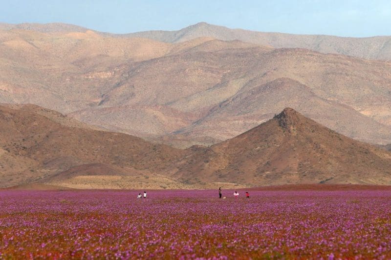 Atacama_Floresce_EFE_11_15