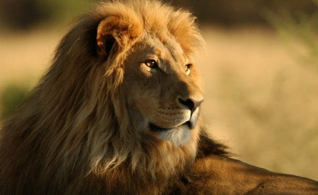 Lion_2_16