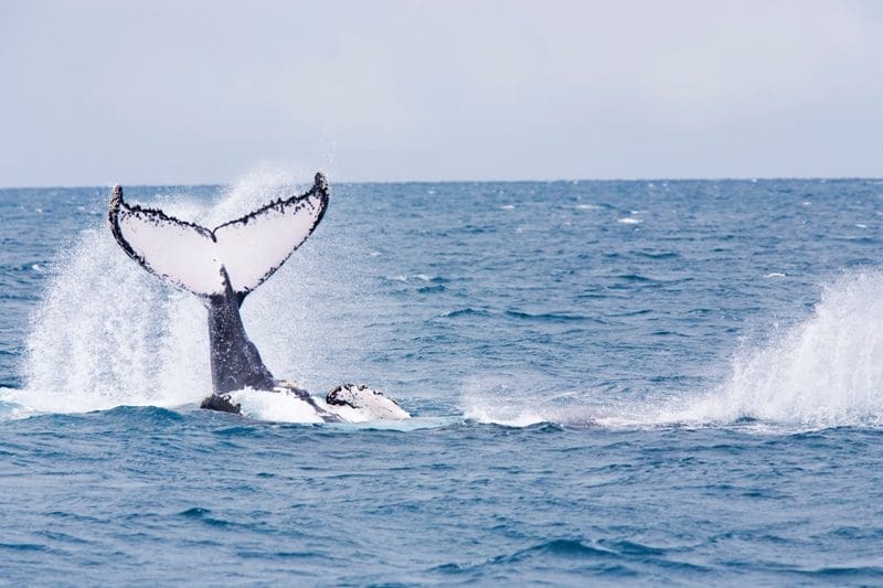 Humpback Whale