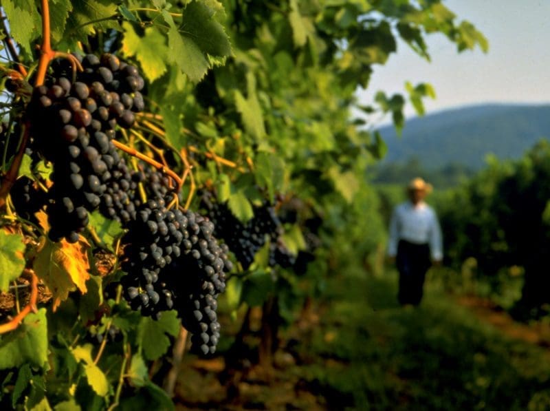 produção de vinhos
