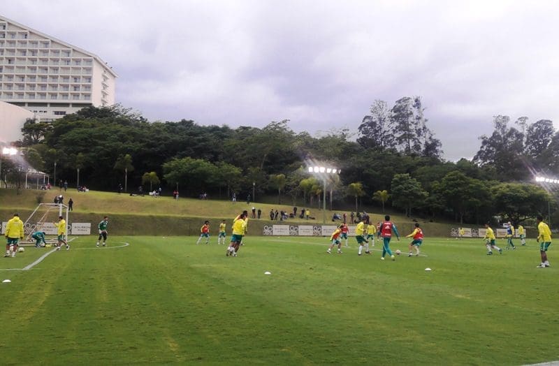 palmeiras