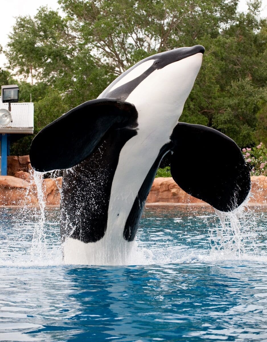 tilikum