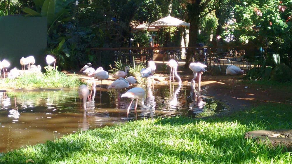 Parque das Aves, onde é possível um contato mais próximo com os animais. (Foto: Marcos J. T. Oliveira)