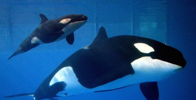 orca