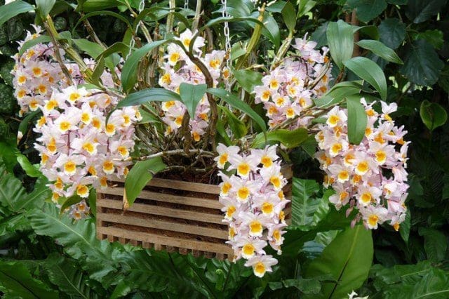 orquidea-dendrobium-rosa