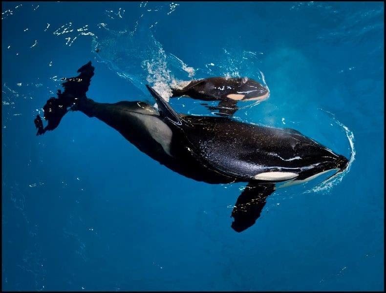 Seaworld