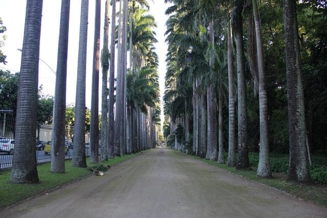 jardim_botânico_rio_junho