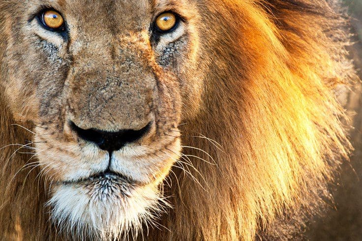 LION_DIV