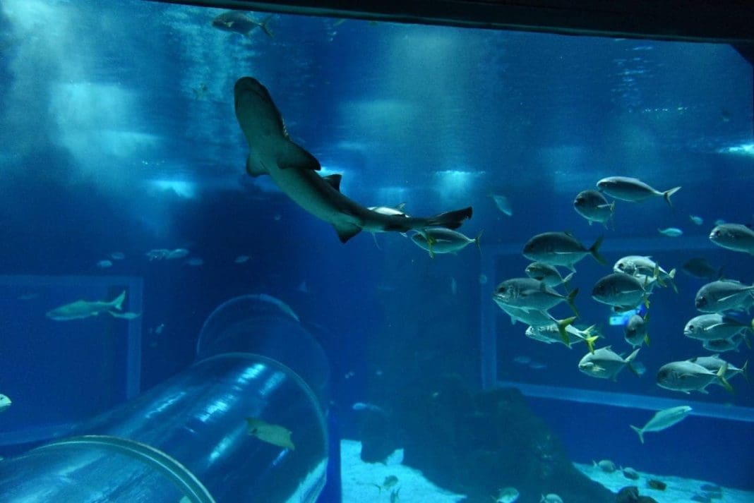 aquario-marinho-do-rio-foto-alexandre-macieira-diario-do-turismo