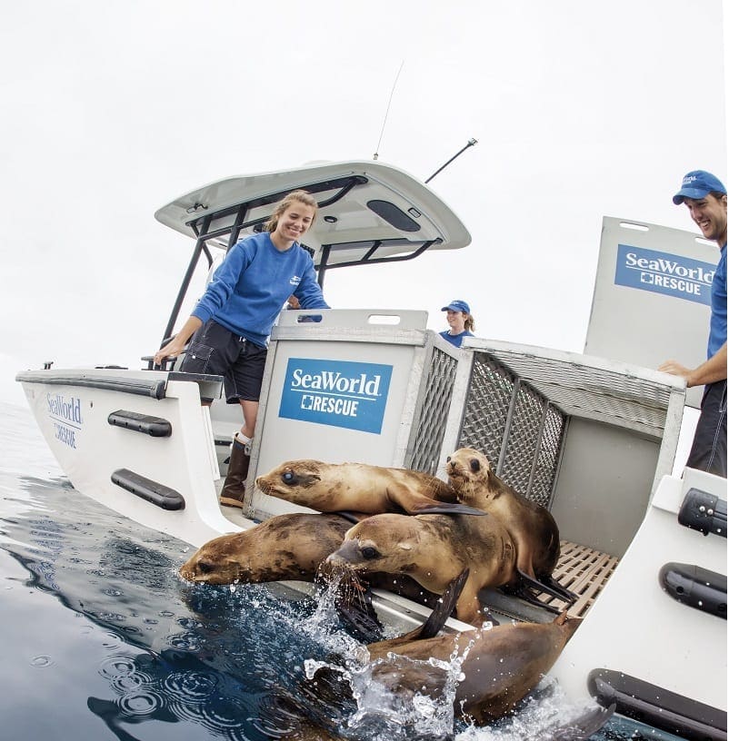 05_SWC_Sea Lions