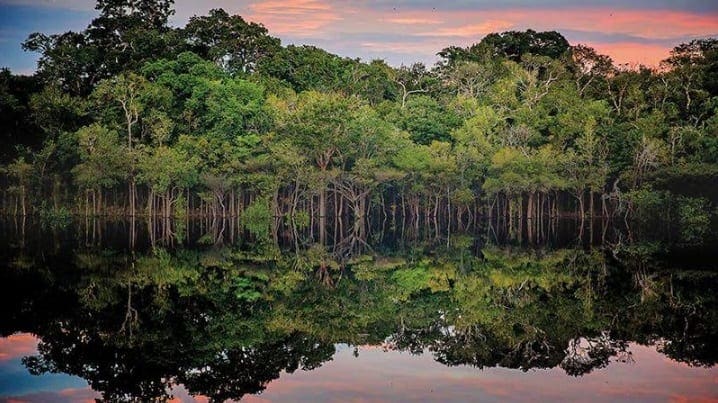 Amazonia 7 2020