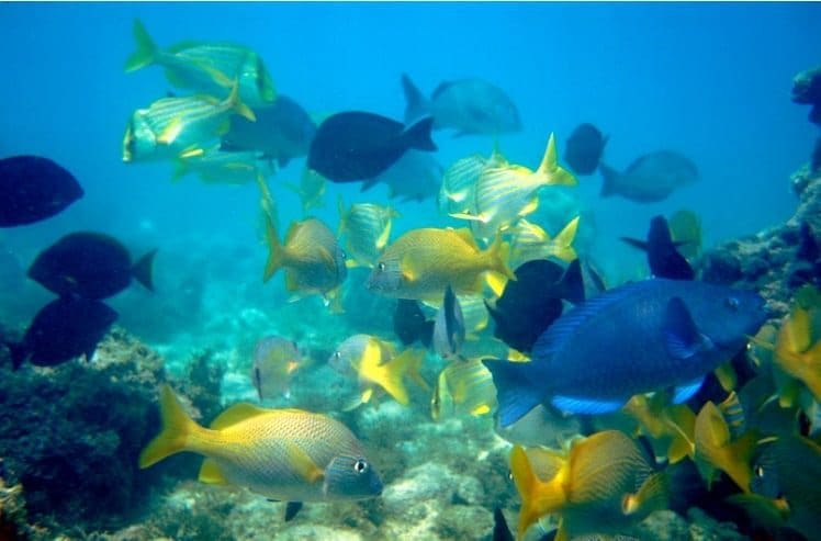 Abrolhos ICMBio
