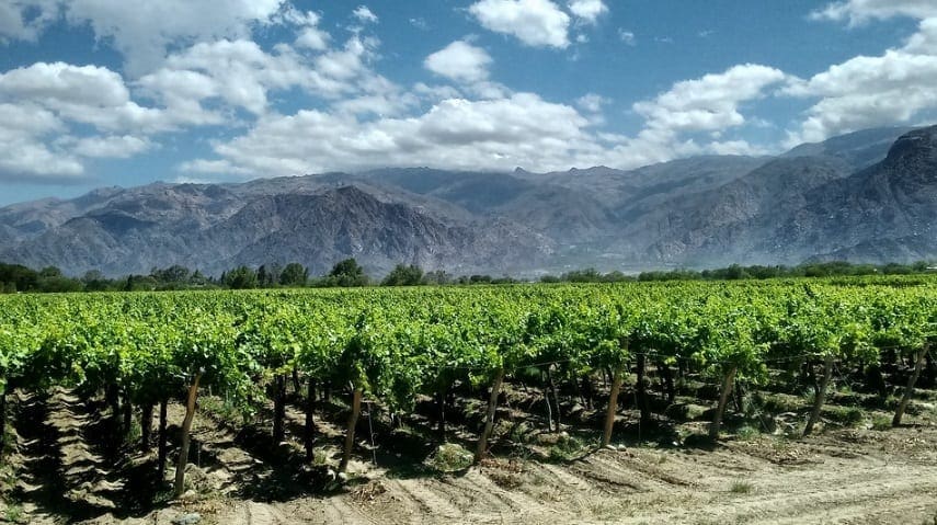 Vinhos em Mendoza (Crédito: arquivo DT)