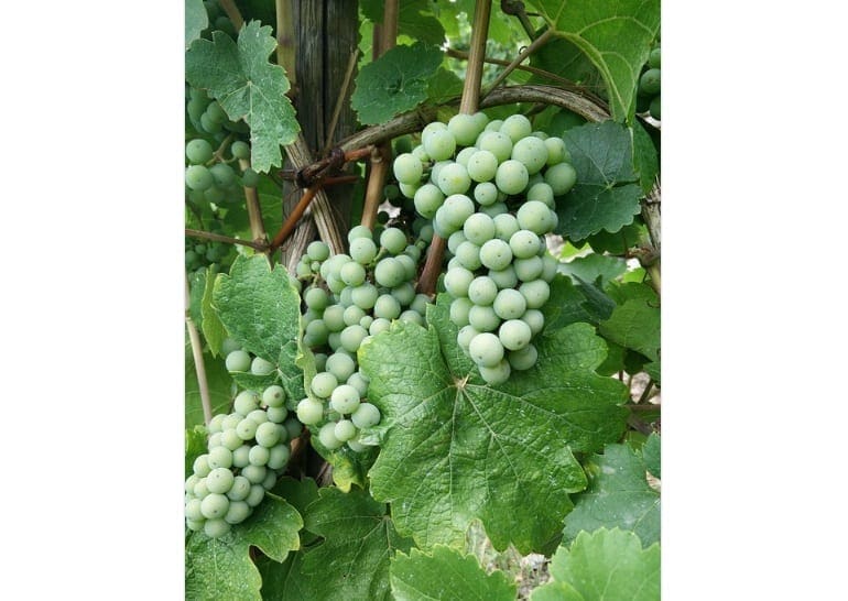 Uva Riesling