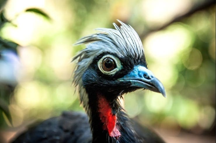 Jacutinga Parque das AVes 11 2020