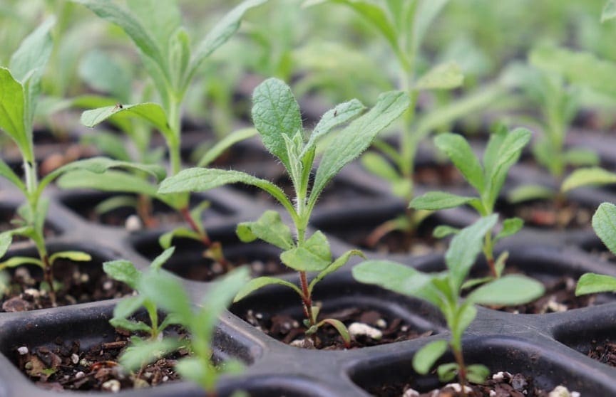 Planta sustentabilidade 3 2021
