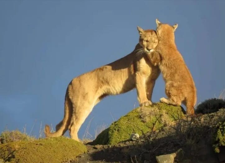 Pumas da Patagonia 4 2021