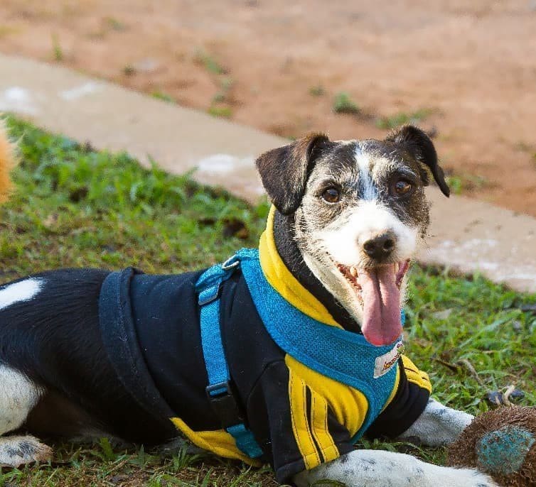 pet Roupinhas são aliadas nos dias frios