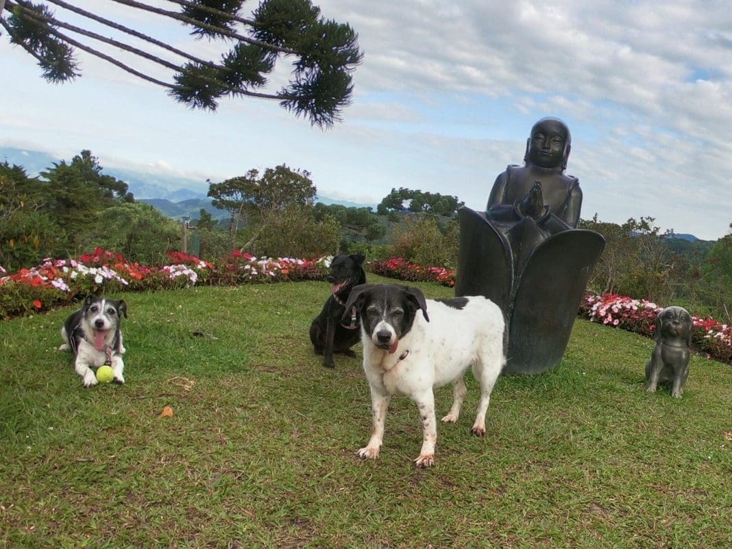Hotel Pet Friendly em Campos do Jordão Pets no jardim do hotel Surya Pan