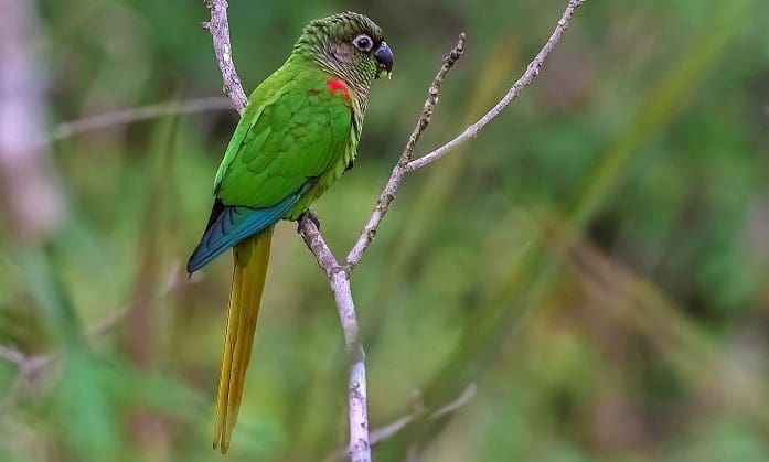 Tiriba-fogo, pássaro típico do Mato Grosso do Sul (crédito: Geancarlo Merigui)