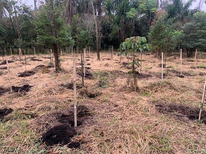 As primeiras árvores para a compensação das emissões do hotéis já forma plantadas em junho deste ano no Parque Ecológico do Tietê, em São Paulo.