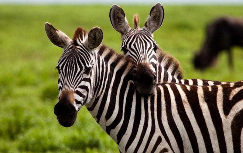 Zebras no Safari Wilderness Ranch
