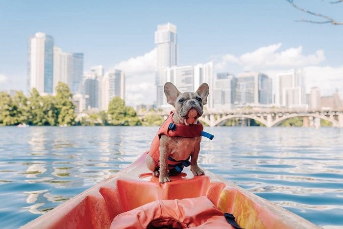 Teste do Tecpar permite viagens internacionais de animais.