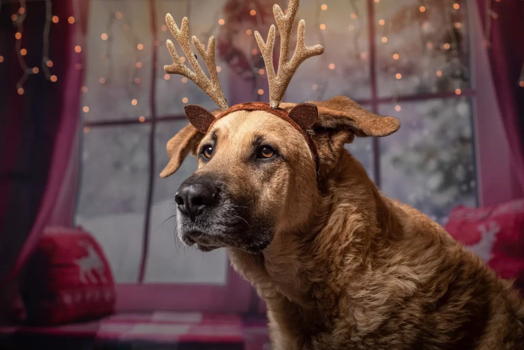 Natal pet friendly