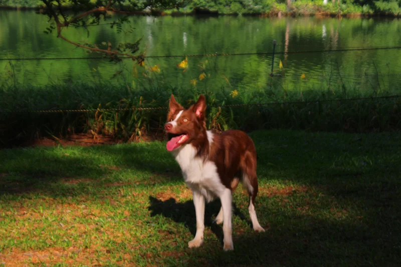 Pet