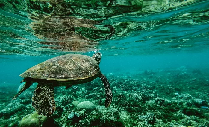 pexels-belle-co-847393 Imagem de uma tartaruga de costas, nadando no oceano em tons de esmeralda. De acordo com estudo da Oceana, 1 em cada 10 animais marinhos no Brasil morrem por ingerirem ou absorverem plástico.