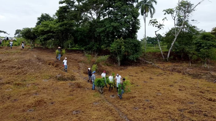 plantio_de_arvores_klm KLM planta 6 mil árvores em Rondônia