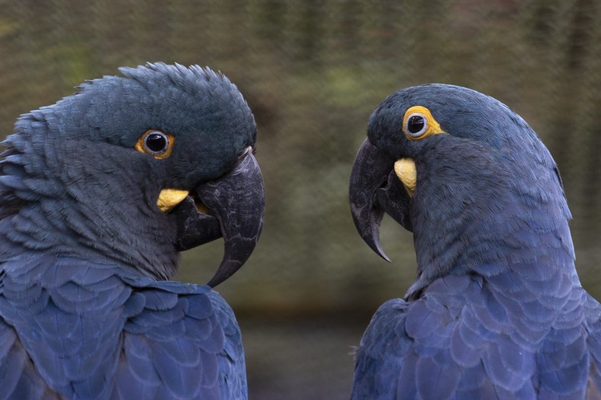 Arara-azul-de-lear_Zoo SP_Foto Paulo Gil zoológico