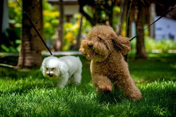 Resort pet friendly: The Westin Porto de Galinhas.