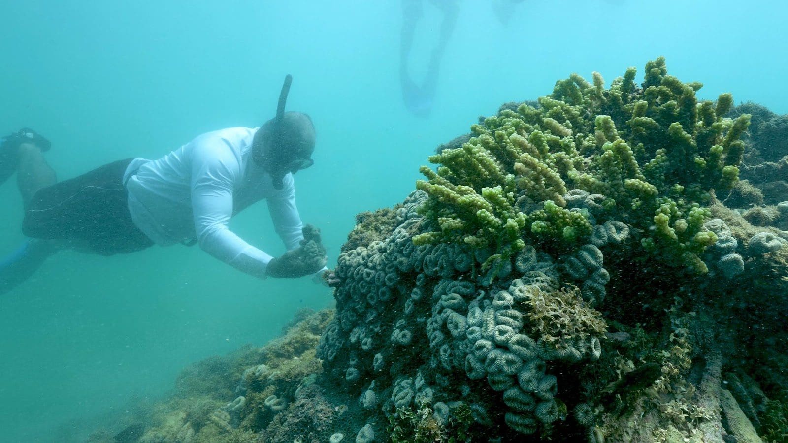 Homem no fundo do mar, observa coral. O Fundo Comunitário do Airbnb doa meio milhão de dólares ao WWF-Brasi