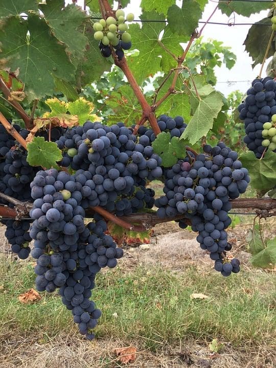 Vinícolas