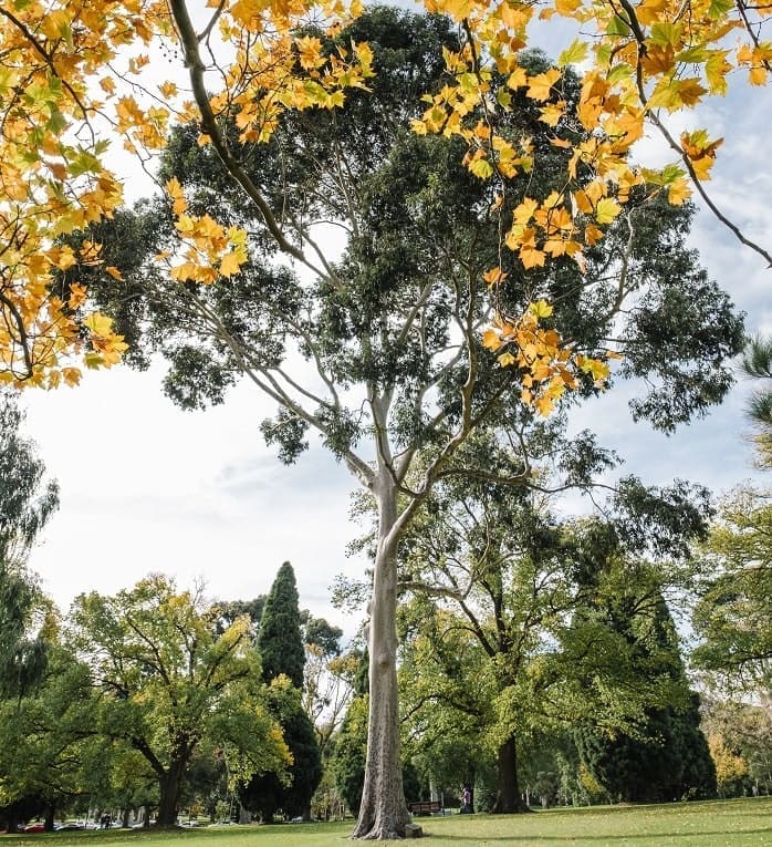 Movimento São Paulo Verde: Plantar uma árvore pode ajuda a diminuir as emissões de CO2, pois as árvores "sequestram" o carbono 
