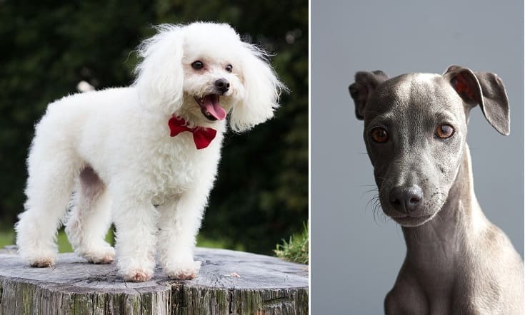 Poodle A deselegância