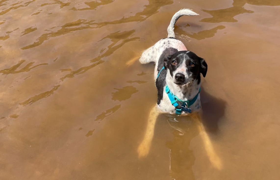 cuidados com os pets no calor Pets no calor