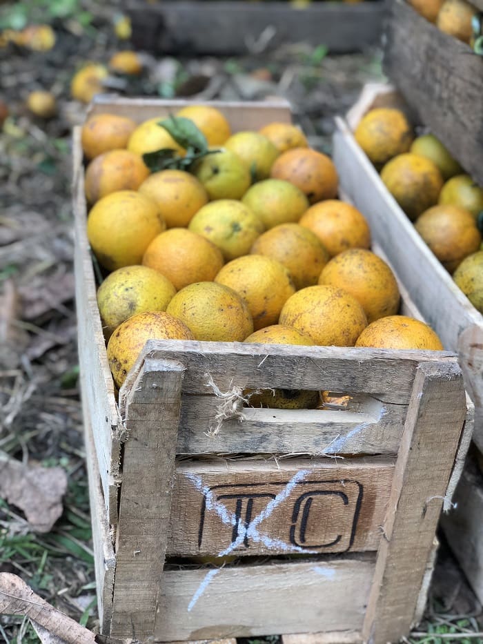 Sebrae Rio realiza evento: Laranja de Tanguá