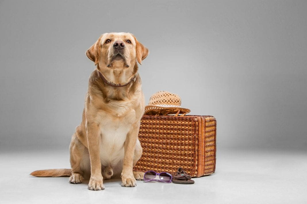 De carro e avião: o que considerar na hora de viajar com o pet