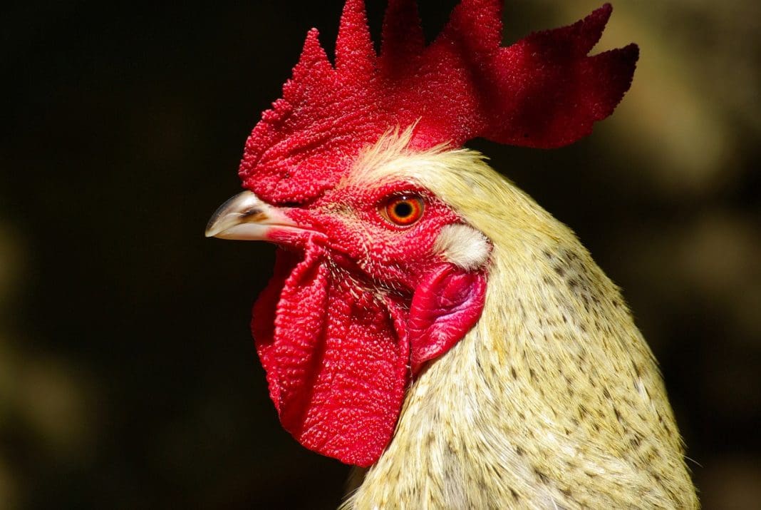 Galo pixabay Tarcísio Michelon