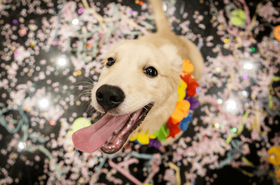 Foto divulgação Carnaval bom pra cachorro!